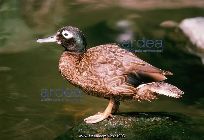 : DUCK - LAYSAN TEAL : DUCK - LAYSAN TEAL