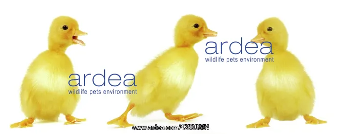  : DUCK - line of three ducklings