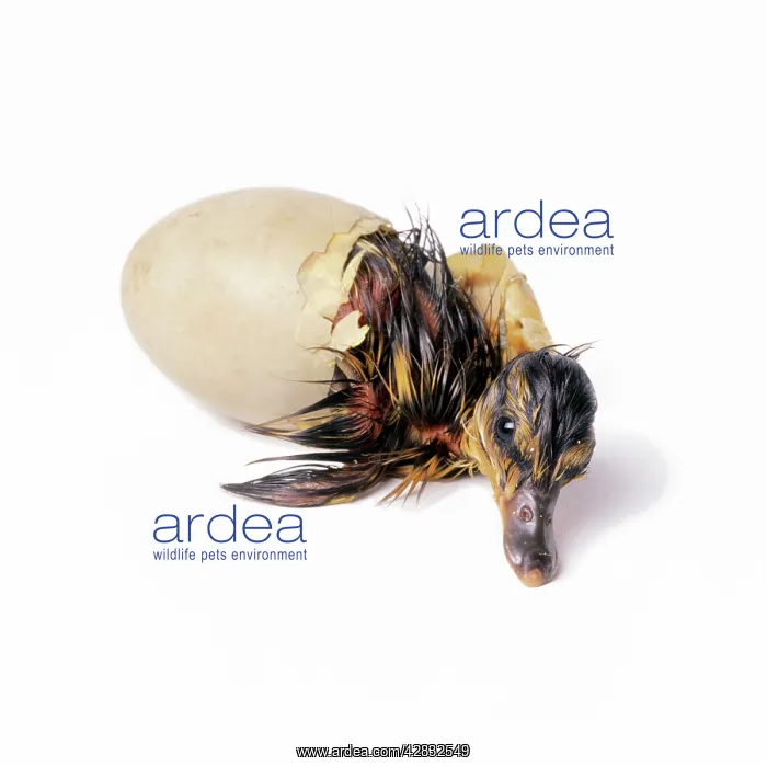 : DUCK - Mallard duckling hatching : DUCK - Mallard duckling hatching