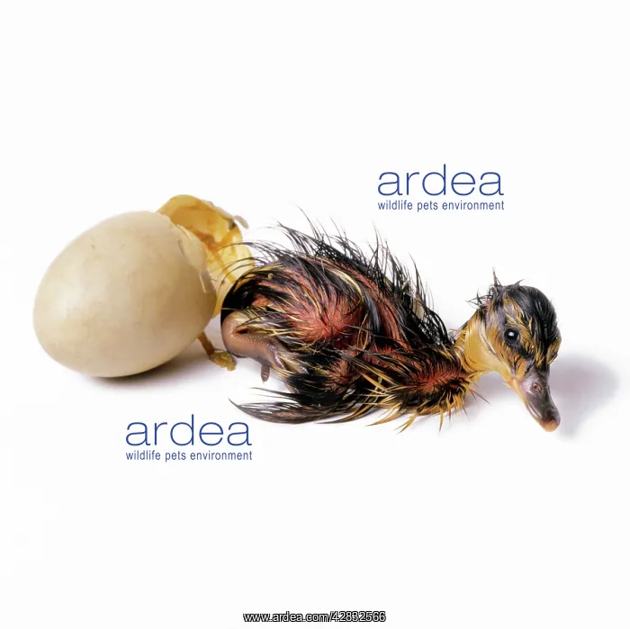 : DUCK - Mallard duckling hatching : DUCK - Mallard duckling hatching