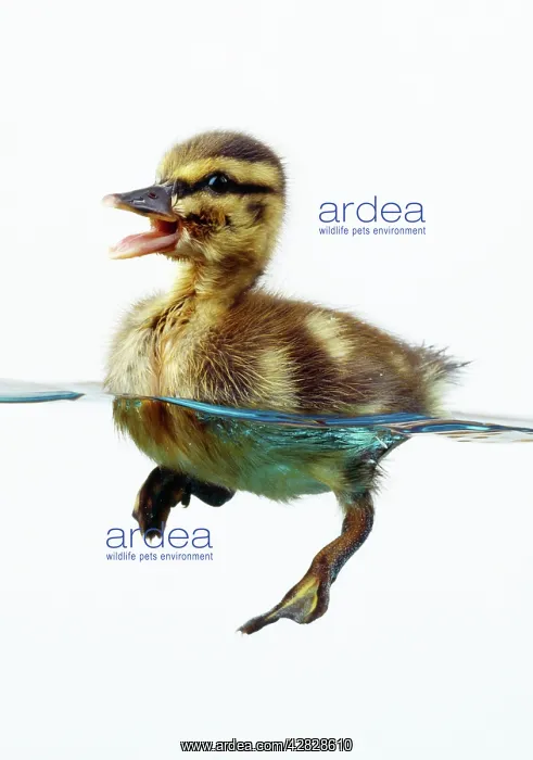 : DUCK - Mallard duckling in water : DUCK - Mallard duckling in water