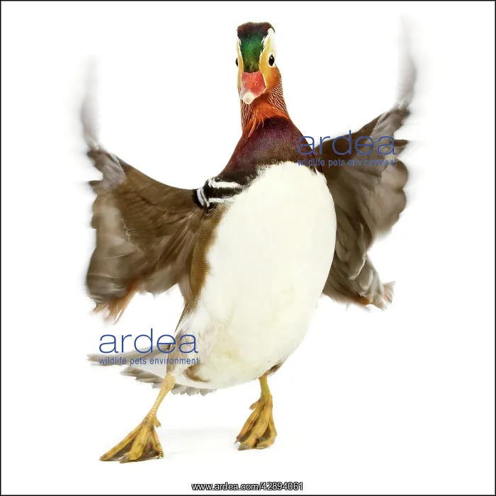 : Duck - Mandarin - taking off : Duck - Mandarin - taking off
