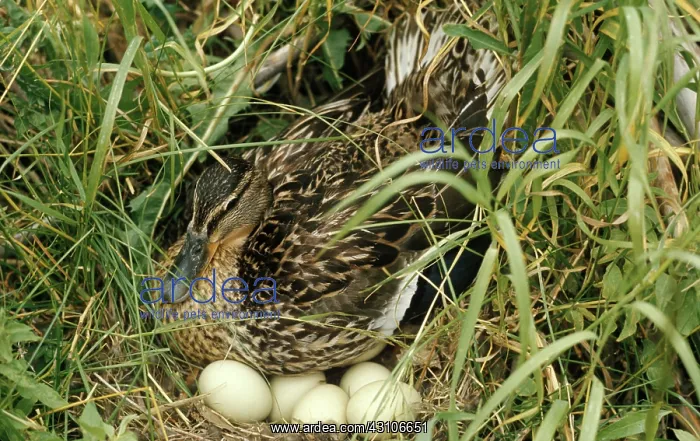 : Duck at Nest : Duck at Nest