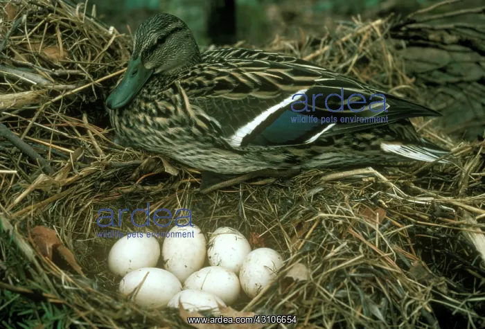 : Duck at Nest : Duck at Nest