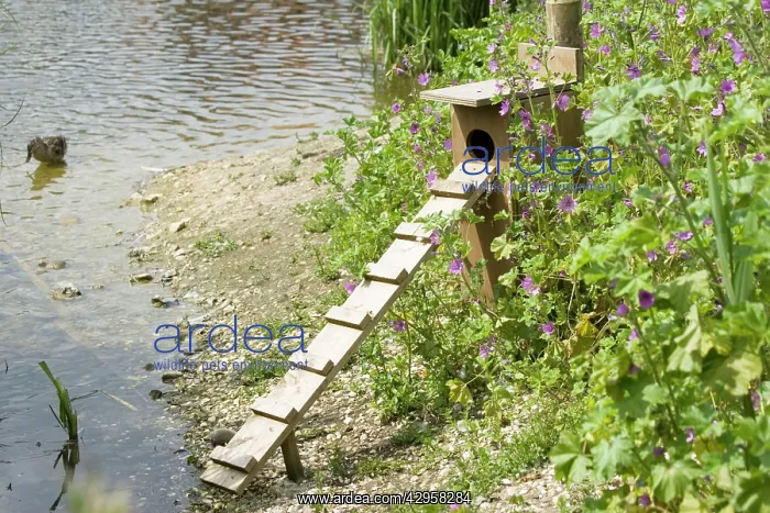 : Duck nesting box and ladder : Duck nesting box and ladder