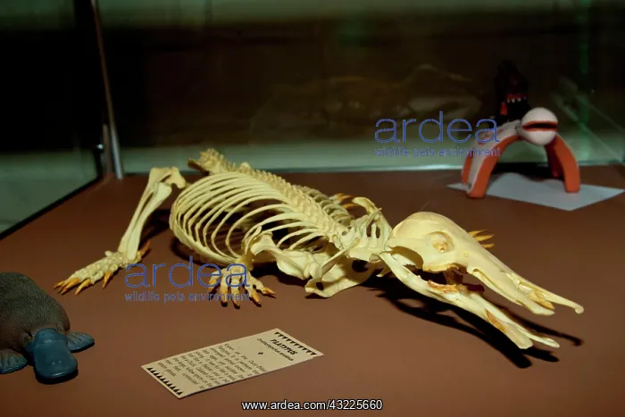 : Duck Bill Platypus Skeleton, Ornithorhynchus : Duck Bill Platypus Skeleton, Ornithorhynchus