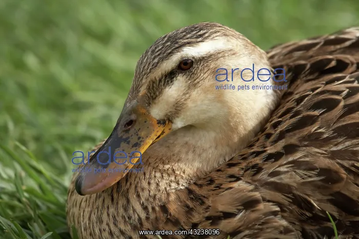 : Duck, Richmond, Tasmania, Australia : Duck, Richmond, Tasmania, Australia