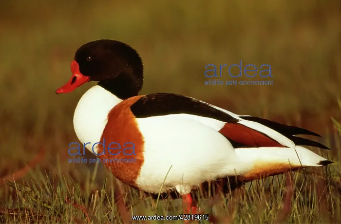 : DUCK, Shelduck - side profile, on grass : DUCK, Shelduck - side profile, on grass