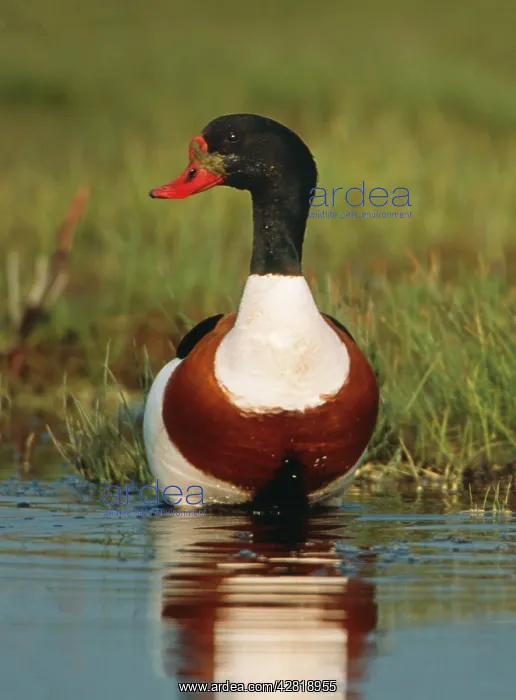 : DUCK - Shelduck, single : DUCK - Shelduck, single