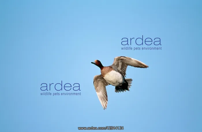: DUCK - Wigeon, in flight : DUCK - Wigeon, in flight