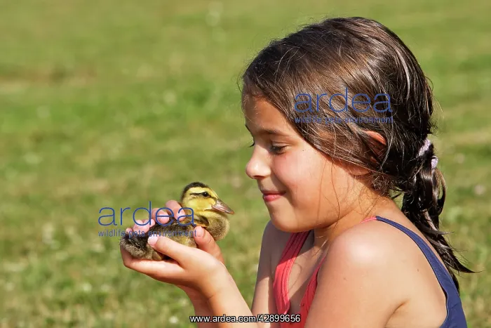 : Duck - young girl holding duckling : Duck - young girl holding duckling