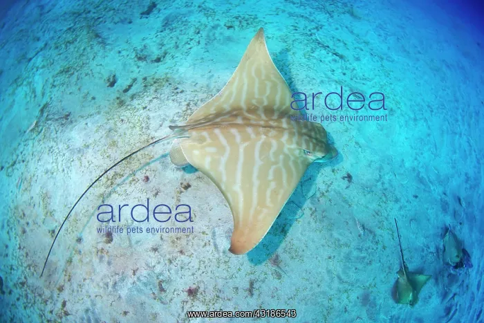 : Duckbill ray (Pteromylaeus bovinus) above the bottom : Duckbill ray (Pteromylaeus bovinus) above the bottom