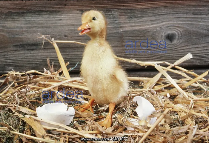 : DUCKLING - with broken eggshell, on straw : DUCKLING - with broken eggshell, on straw