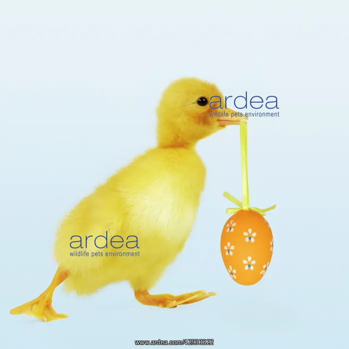  : Duckling - carrying easter egg