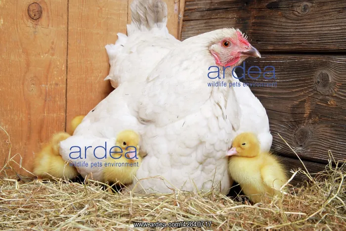  : Duckling - with foster mother hen
