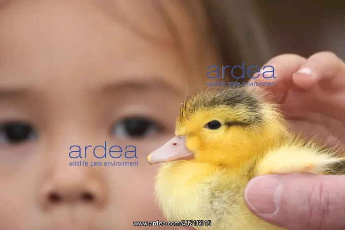 : Duckling and girl in a petting zoo - France : Duckling and girl in a petting zoo - France