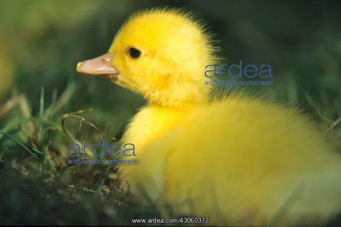 : Duckling in grass Alsace France : Duckling in grass Alsace France