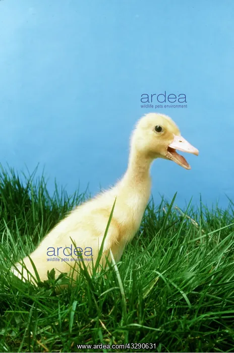 : DUCKLING - in grass, beak open : DUCKLING - in grass, beak open