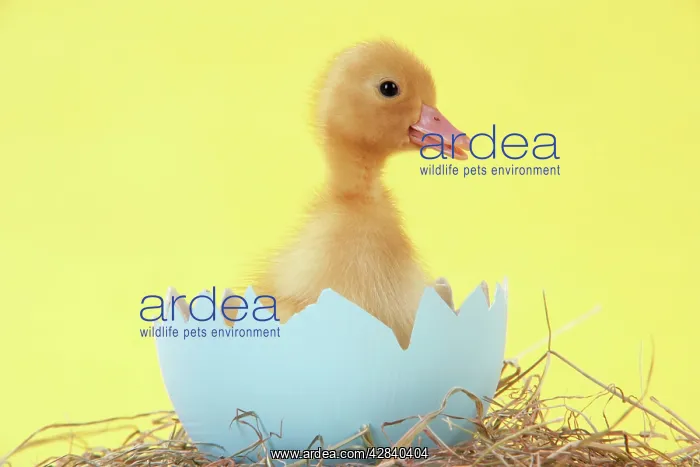  : Duckling in large egg shell