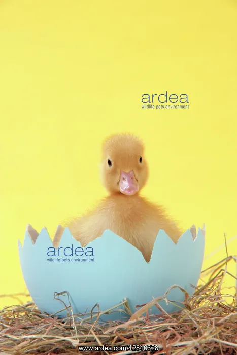  : Duckling - in large egg shell