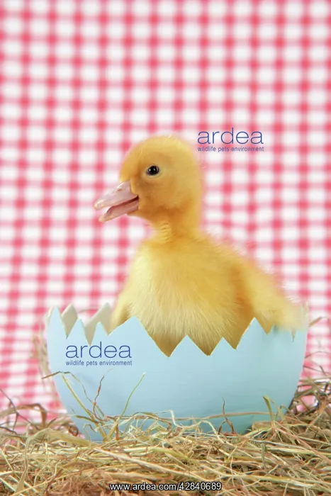  : Duckling - in large egg shell