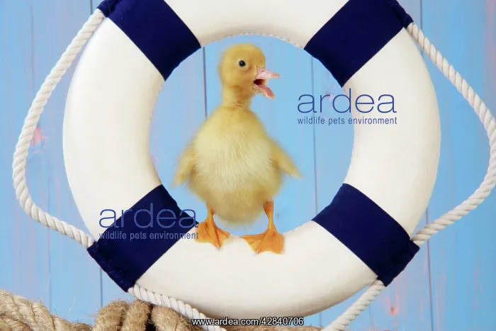 : Duckling - with lifebelt / rubber ring : Duckling - with lifebelt / rubber ring