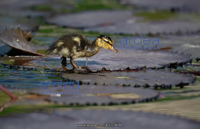 : Duckling mallard (Anas plathyrrhynchos), walking : Duckling mallard (Anas plathyrrhynchos), walking