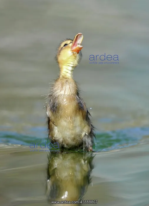 : Duckling, Mallard Duck (Anas plathyrhynchos) snapping : Duckling, Mallard Duck (Anas plathyrhynchos) snapping