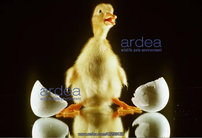  : DUCKLING - on mirror with broken eggshell