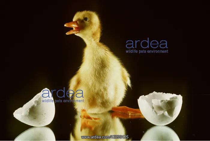 : DUCKLING - on mirror, mouth open, with broken eggshell : DUCKLING - on mirror, mouth open, with broken eggshell