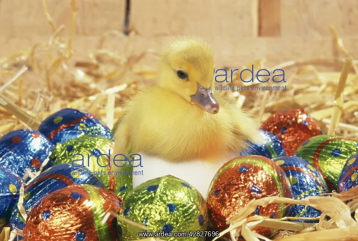 : DUCKLING - Muscovy duckling in egg with Easter eggs : DUCKLING - Muscovy duckling in egg with Easter eggs