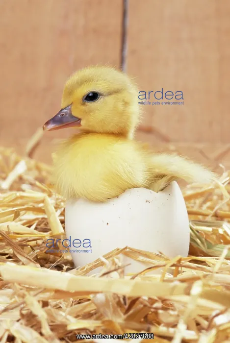  : DUCKLING - Muscovy Duckling in egg shell