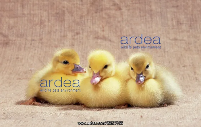  : DUCKLING - three Muscovy Ducklings sitting in a row