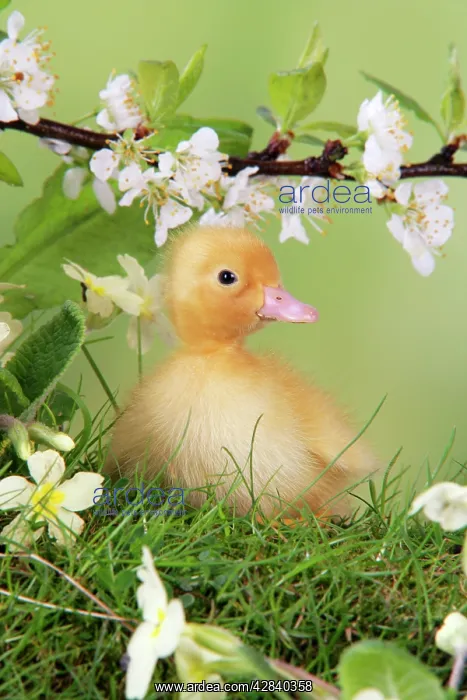 : Duckling. in spring set : Duckling. in spring set
