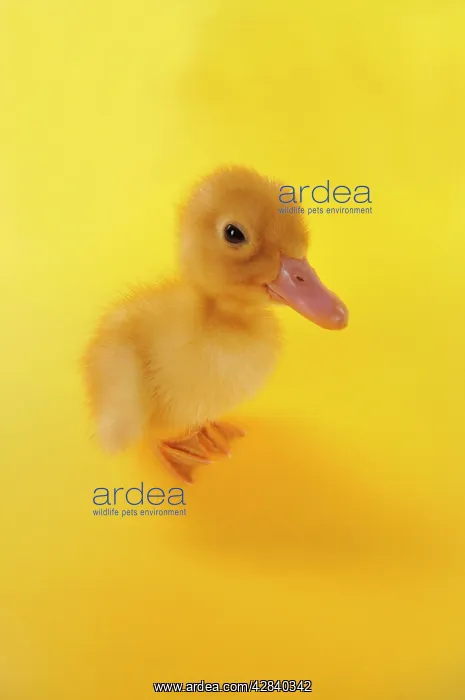  : Duckling. taken with fish-eye lens