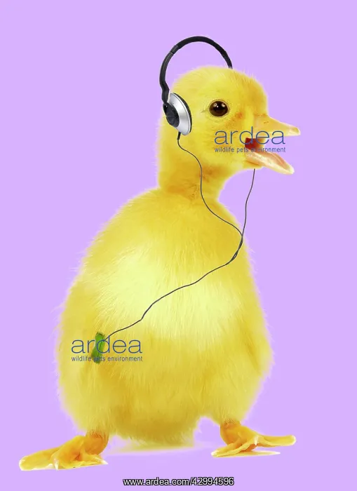 : Duckling wearing headphones listening to iPod / : Duckling wearing headphones listening to iPod /
