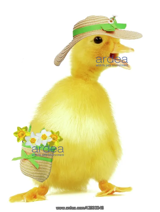 : Duckling - wearing straw hat & carrying bag with daffodils : Duckling - wearing straw hat & carrying bag with daffodils