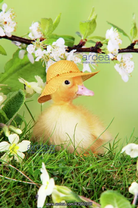 : Duckling, wearing straw hat in spring : Duckling, wearing straw hat in spring