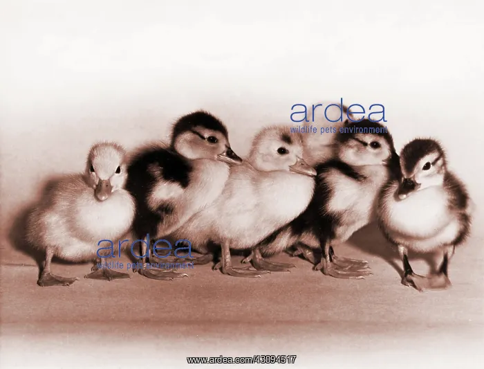 : Ducklings : Ducklings