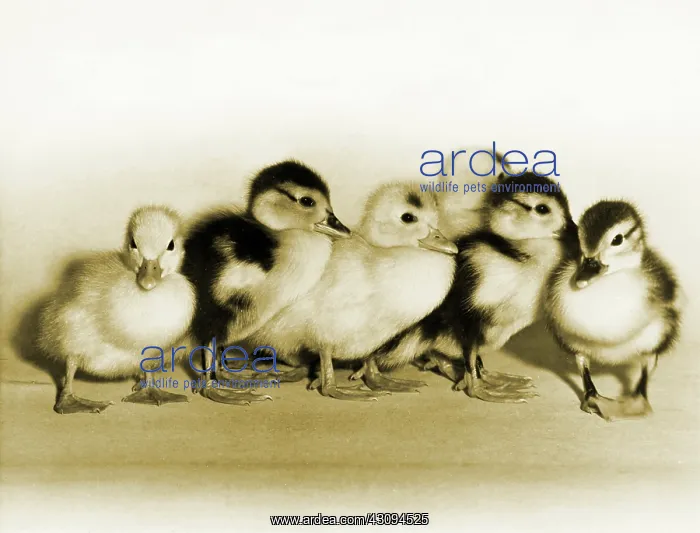 : Ducklings : Ducklings