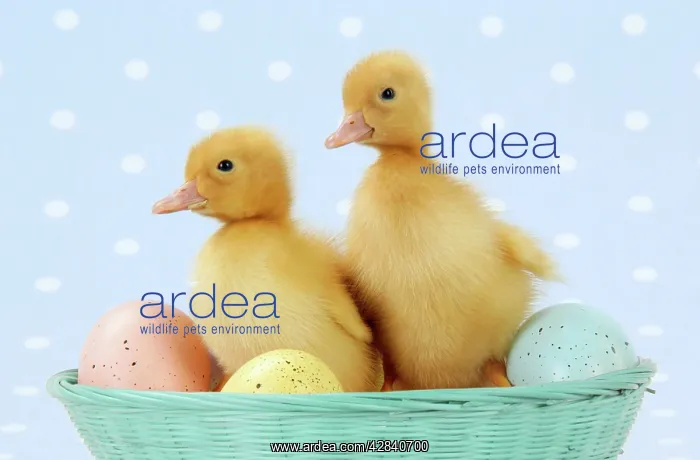  : Ducklings - in basket with coloured eggs