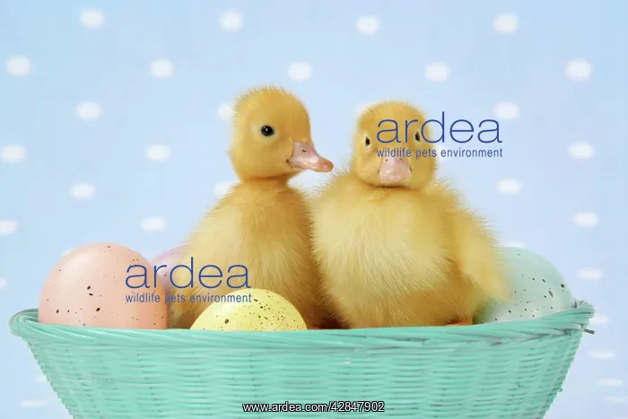 : Ducklings, in basket with coloured eggs : Ducklings, in basket with coloured eggs