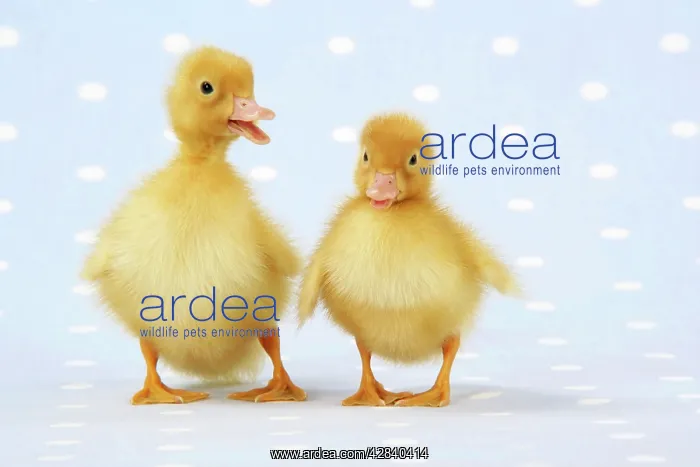  : Ducklings on blue spotted background