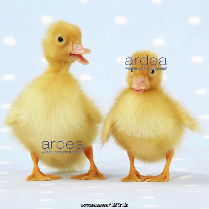 : Ducklings on blue spotted background