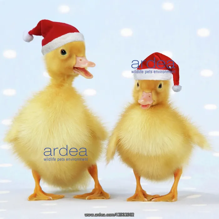 : Ducklings on blue spotted background wearing, red Christmas : Ducklings on blue spotted background wearing, red Christmas