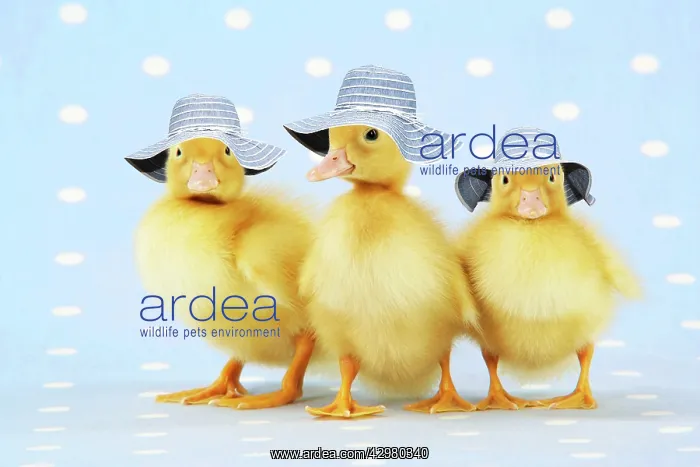 : Ducklings, on blue spotted background wearing hats : Ducklings, on blue spotted background wearing hats