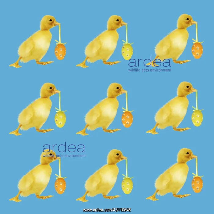  : Ducklings carrying Easter egg pattern