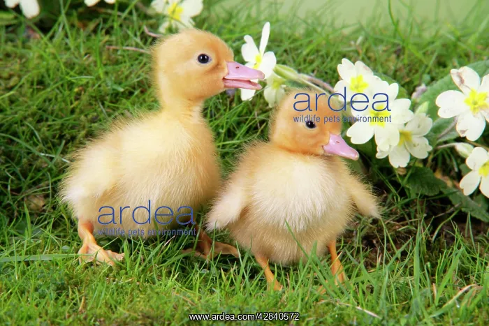 : Ducklings. in spring set : Ducklings. in spring set