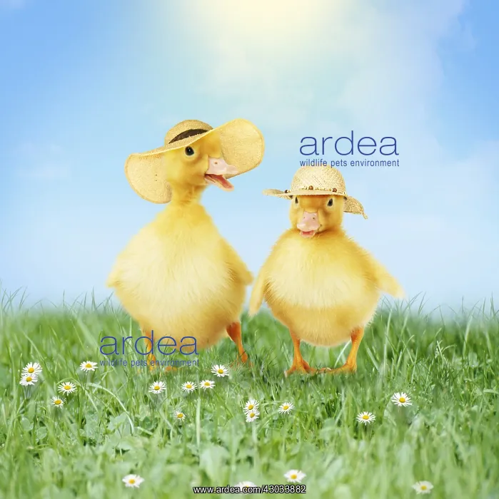  : Ducklings wearing Easter bonnets  /  straw hats