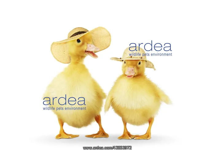  : Ducklings wearing easter bonnets  /  straw hats